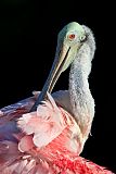 Roseate Spoonbillborder=